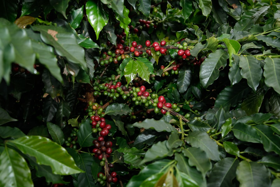 Rainforest Alliance certified coffee