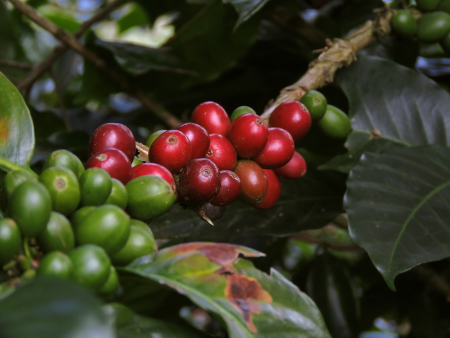 Photo Rainforest Alliance certified coffee
