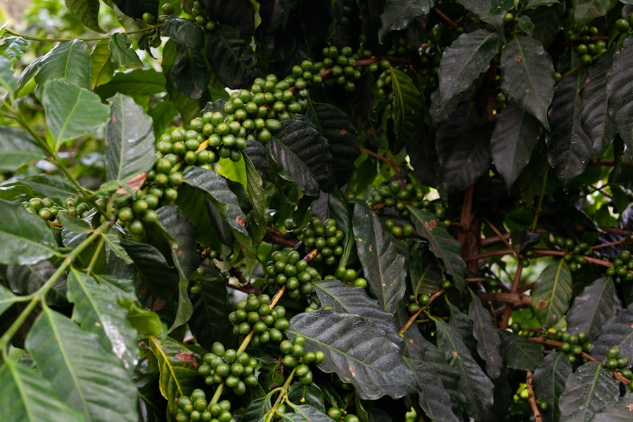 Colombian coffee