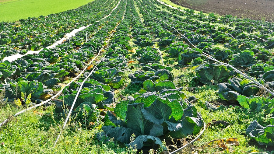 importance, organic agriculture