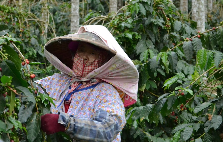 Photo organic coffee beans