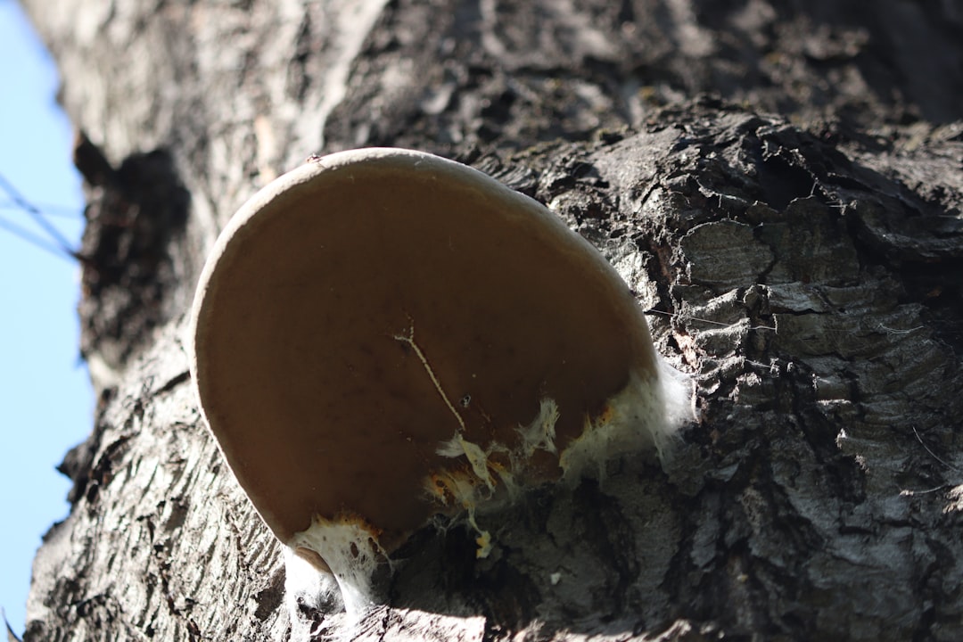 Photo mushroom coffee