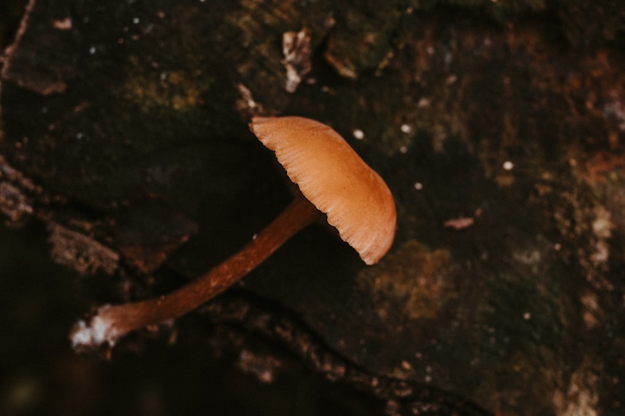 Photo mushroom coffee