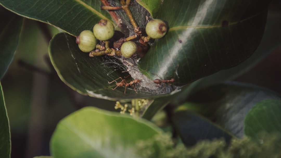 Photo coffee, pesticides