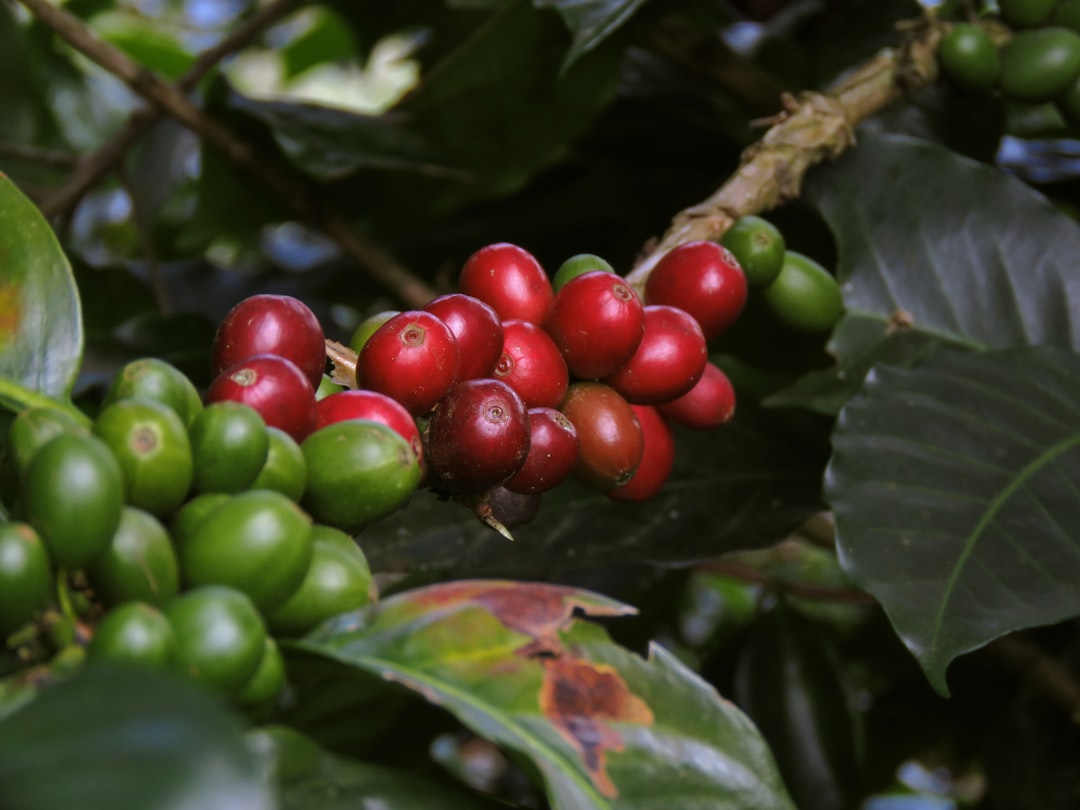Photo Costa Rica specialty coffee