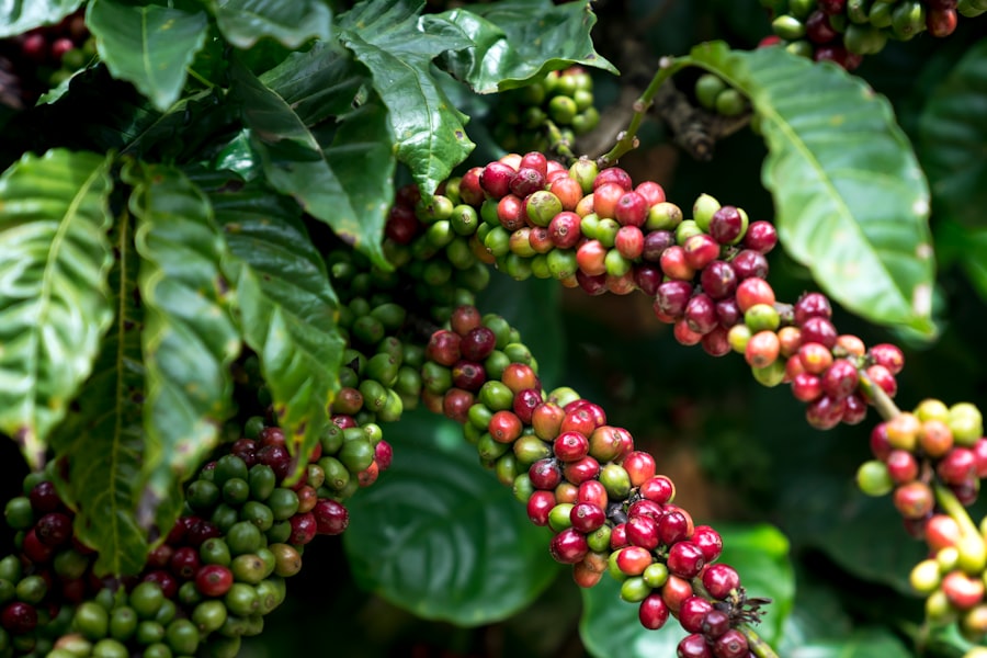 Photo Costa Rica specialty coffee